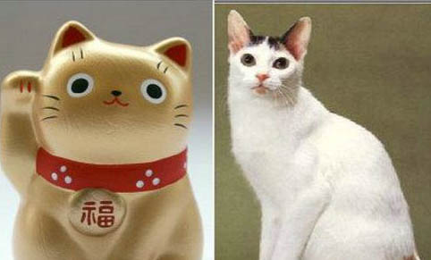 猫咪洗澡多久一次?