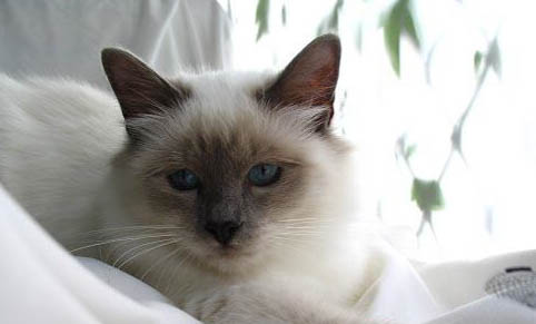 猫咪一直拉肚子但是精神很好