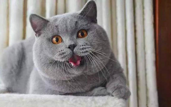 猫咪胰腺炎的饮食禁忌
