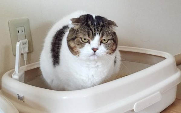 猫突然不吃不喝只趴着不动大喘气