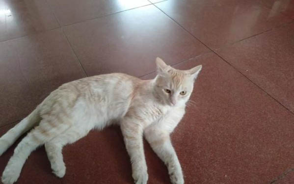 猫咪眼睛发炎多久会好起来