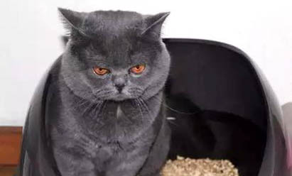 猫打疫苗一共打几针多少钱