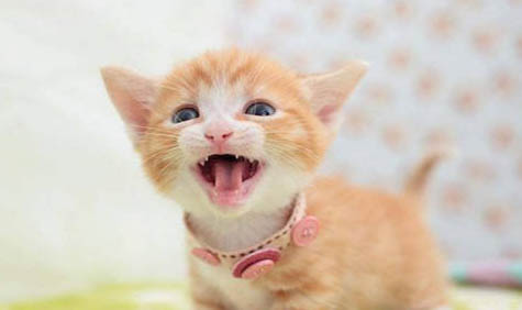 猫咪寄养一个月多少钱