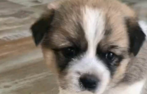 狗狗为什么会过于肥胖肚子很大