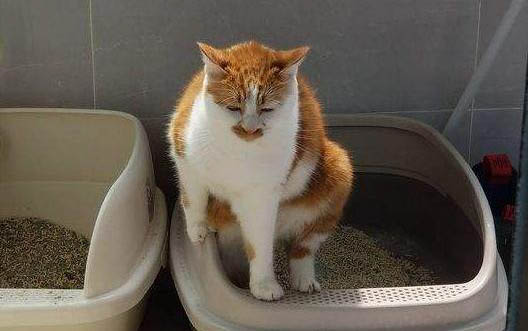 请问猫的寿命一般是多久?
