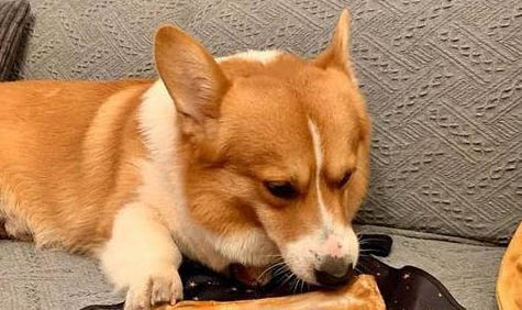 狗狗吃多少巧克力会中毒