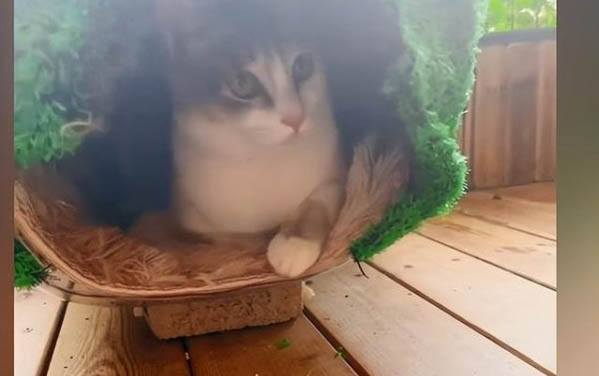 猫癣掉皮屑是快好了吗？