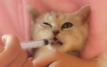 猫呕吐后嗜睡,原因与处理方法