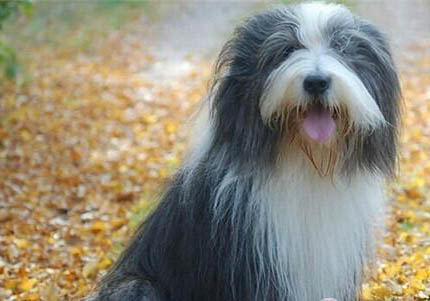 冰岛牧羊犬一般多少钱