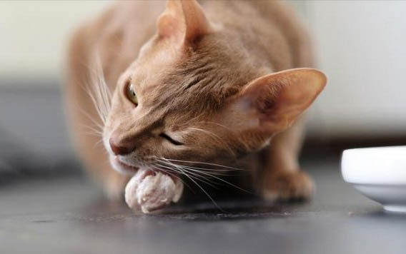 小猫咪到新家需要几天适应