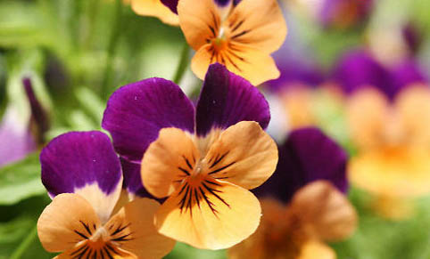 三色边牧是纯种么