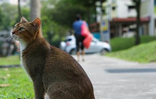 新加坡猫为什么喜欢蜷着睡