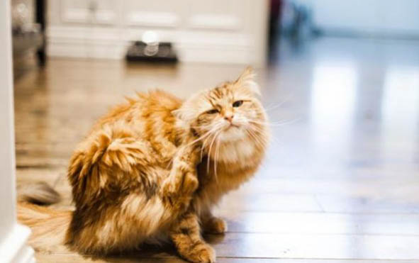 猫咪叫声很小感觉叫不出来
