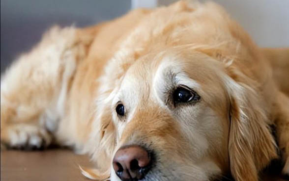 纯种金毛犬多少钱怎么挑选