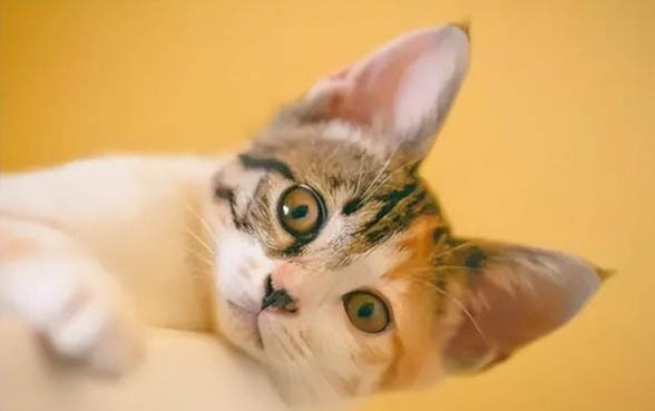没有满月的小猫怎么养