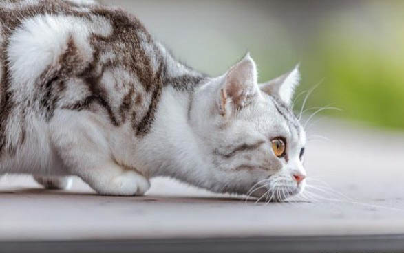 猫可以吃狗的益生菌吗