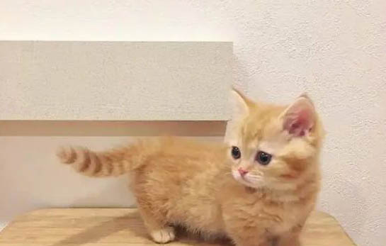 怎么正确饲养橘猫