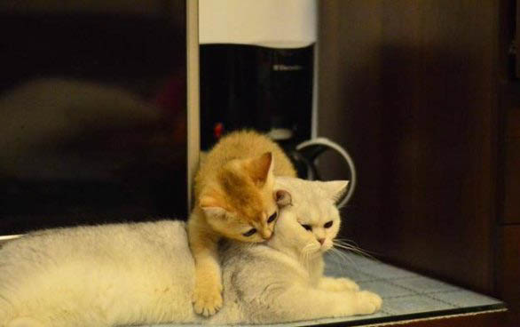 宠物皮堡斯多少钱一只,皮堡斯小猫哪里有卖