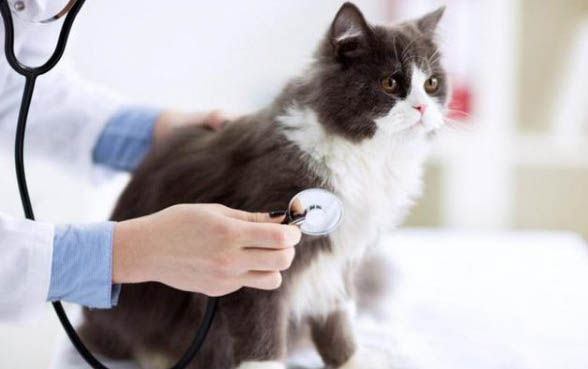 猫咪口臭怎么处理
