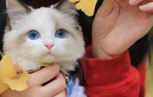 猫感染了新型冠状病毒的症状