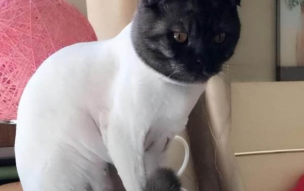 小猫剪指甲出血