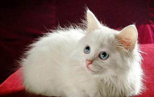 宠物医院接生猫猫多少钱