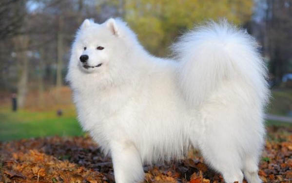 纯金毛犬多少钱一只