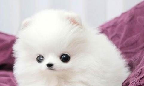 幼犬肠胃宝一天喂几次
