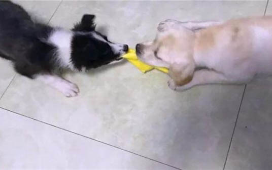 母猫绝育后会变胖吗?