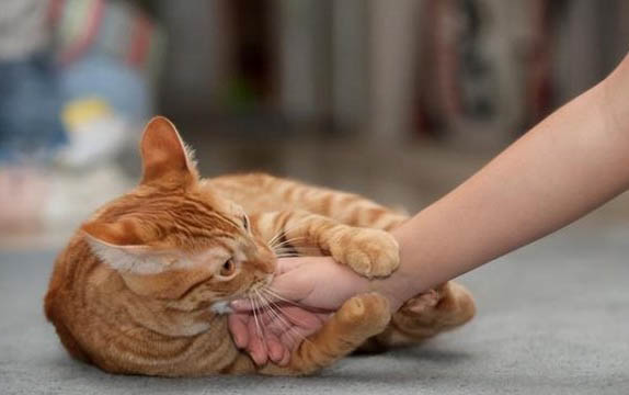 母猫绝育后多久能恢复