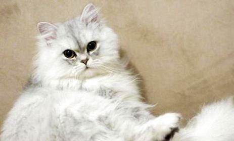 金吉拉属于什么档次的猫