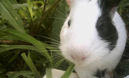 荷兰猪饲养八大禁忌