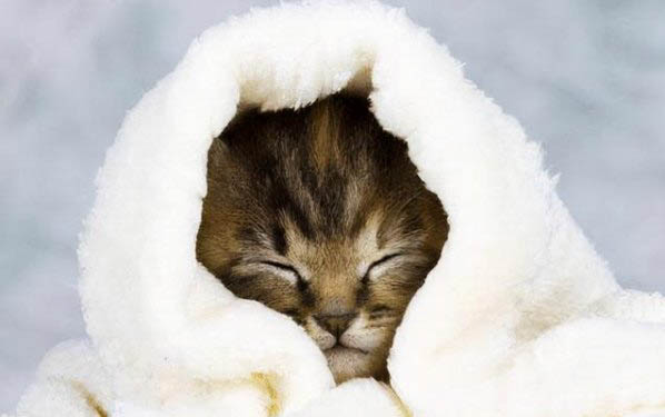 小猫拉肚子怎么解决