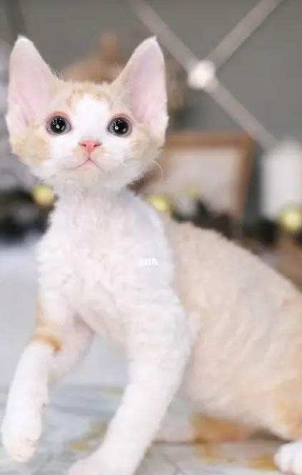德文卷毛猫拉肚子的原因及处理方法