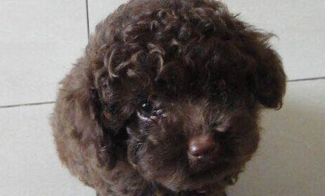 狗狗急性胰腺炎死亡前征兆