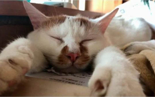 不到一个月小猫身上有跳蚤怎么办?