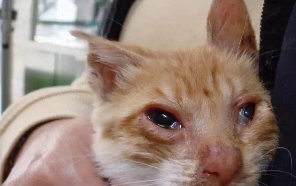 如何自己在家给猫咪做狗粮呢