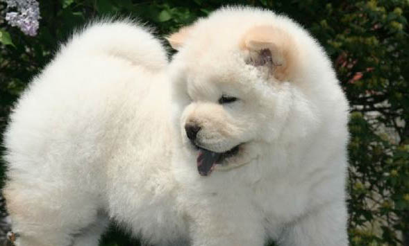 松狮犬有狂犬病毒能活多久