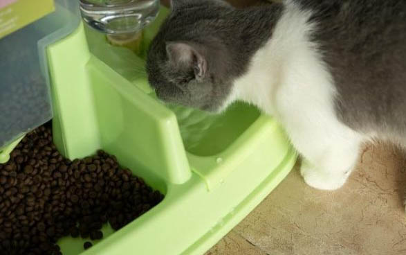 小猫多久忘记妈妈