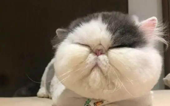 一般猫丢了怎么找