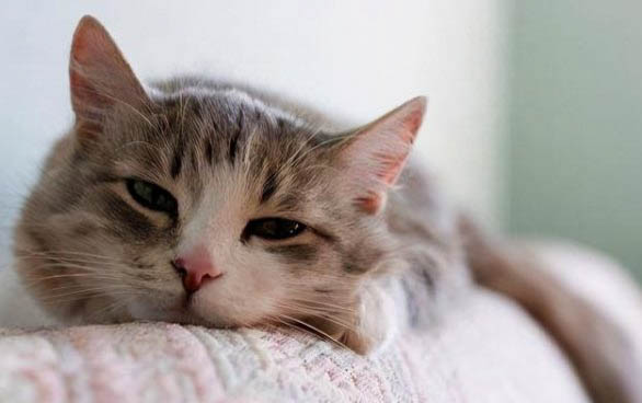 刚来的小猫一直叫怎么办