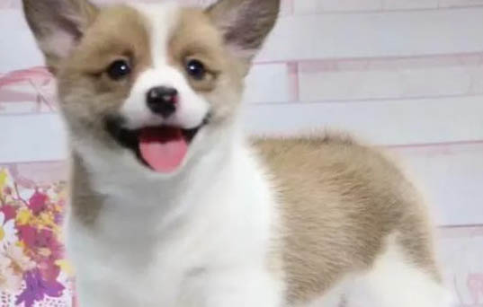 狗狗挤肛门腺怎么挤