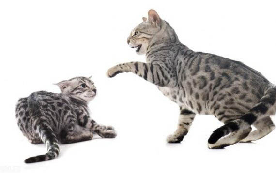 小猫尿血什么原因引起的