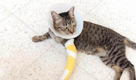 家养的猫丢了能自己找回家吗