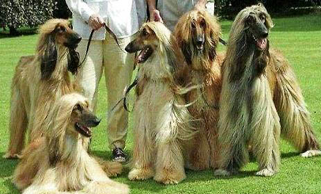 阿富汗猎犬拉血便的原因及处理方法