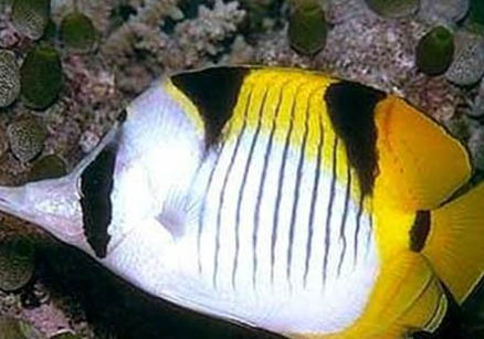 蝴蝶犬该怎么喂养