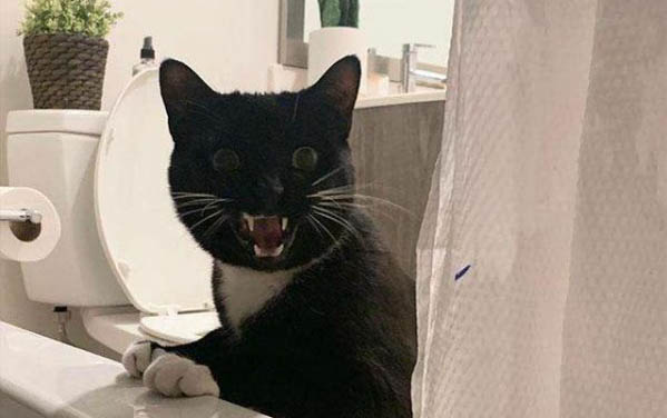 怎么训练猫不跳阳台