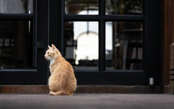 猫的洗澡水温度是多少