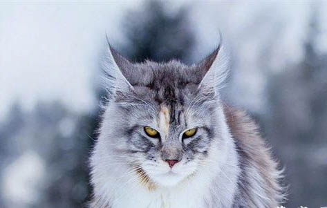 缅因猫每月猫砂用量多少