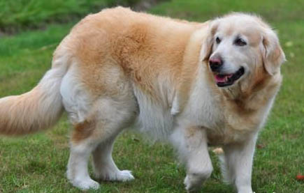 布列塔尼犬的体重是多少